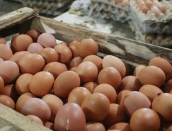 Harga Telur Melonjak Dan Kebutuhan Pokok Lainnya