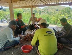 Bhabinkamtibmas Desa Pamboborang Dorong Produktivitas Petani Bawang Merah 
