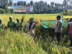 Aiptu Jamaluddin Kanit Binmas Polsek Malunda Hadiri Kegiatan Panen Raya di Dusun Tamalassu