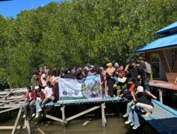 Prodi HI Unsulbar Bersama Sispala SMA 1 Sendana Tanam 100 Pohon Mangrove Di Baluno