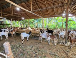 BUMDes Tematik Kambing Syarat Di Mark Up, Kuat Dugaan Ada Keterlibatan Kabid Pemdes Majene