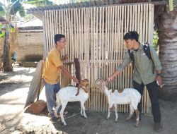 Ditengarai Lewat Jalur Ordal, Vendor Kambing Di Pamboang Jadi Buah Bibir