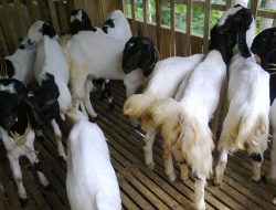 Kejaksaan Diminta Bongkar Ordal Di Balik Suksesi Vendor Kambing Pamboang
