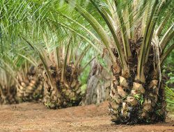 Harga TBS Sawit Sulbar Periode September 2025 Naik Jadi Rp3.192 Per Kg