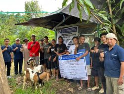 Inspektorat Sulbar Turun Lapangan, Awasi Penyaluran Ribuan Bibit Kakao dan Pupuk untuk Petani Polewali Mandar