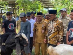 SDK Cek Langsung Bantuan Kambing, Bibit Kakao, dan Pupuk di Polman, Petani: Ini Sangat Bermanfaat Bagi Kami