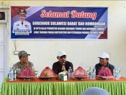 Dinas TPHP Sulbar Optimis Pengembangbiakan Kambing di Kalukku Jadi Peluang PAD