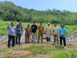 Sambangi Lokasi Tanaman Milik BumDes, Hasmuddin: Komitmen Adolang Dhua Dukung Program Ketapang