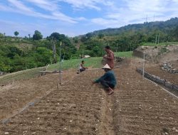 Sulap Lahan Tidur Menjadi Produktif, BumDes “Bannang Pute” Bababulo Impikan Jadi Penopang Pangan di Majene