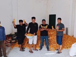 BBTPH Dinas TPHP Sulbar Genjot Produksi Benih Jagung Komposit dan Jagung Pakan