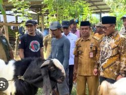 134 Lahir, 276 Bunting: Program Bantuan Kambing SDK-JSM Tunjukkan Hasil Nyata
