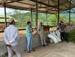 Dinas TPHP Sulbar Dorong Penguatan Bibit Unggul Ternak
