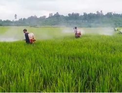 Petani Tommo Tersenyum, 7 Hektare Padi Terkendali dari Serangan Bercak Daun Cokelat