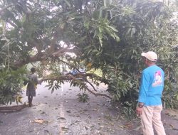Timbulkan Kemacetan, Najib Pimpin Pembersihan Pohon Tumbang di Trans Sulawesi